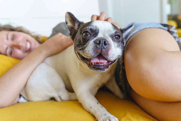 istock side view of dog smiling in bed. 1334498347