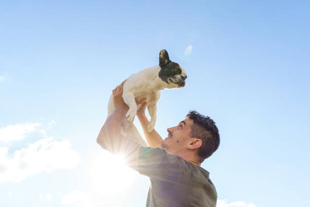 Happy man holding up a bulldog. Horizontal view of man with pet outdoors. Lifestyle with animals spanish bulldog stock pictures, royalty-free photos & images