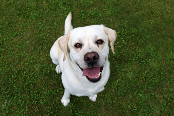 happy smiling white dog, labrador retriever on green grass looking up into camera.