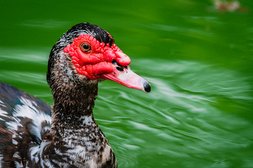 Beautiful horizontal close-up detail portrait of duck with green blurred background.