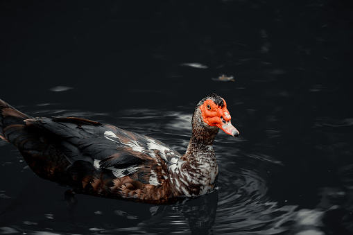 Beautiful horizontal close-up detail portrait of duck with dark blurred background.