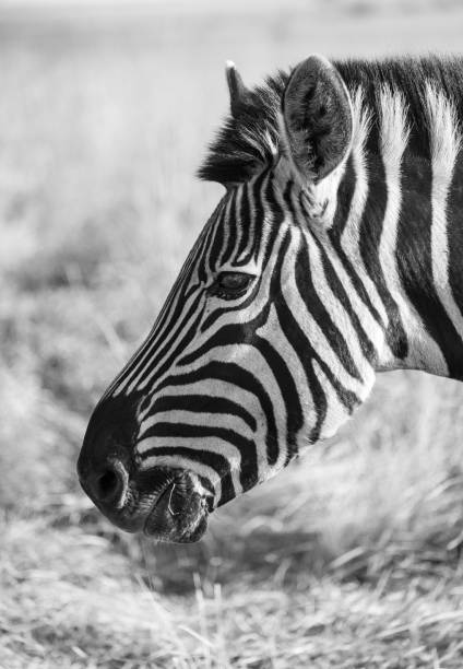 istock Black and White image of a Zebra 1334503267