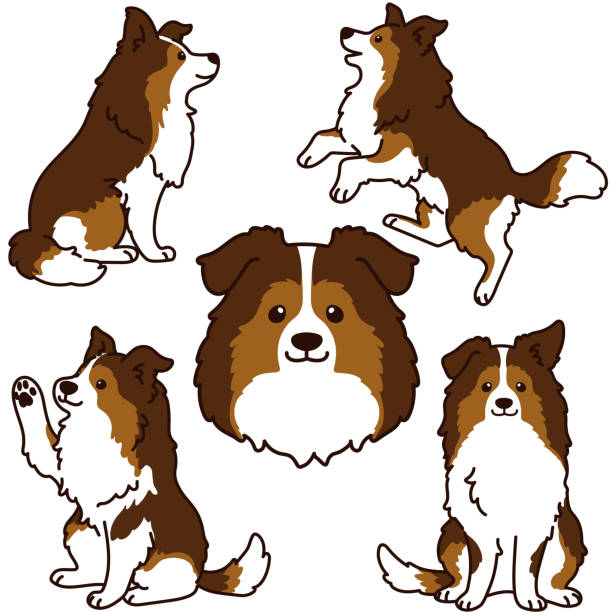 Sheltie Simple Image 80+ Sheltie Drawing Stock Illustrations, Royalty-Free Vector Graphics ...