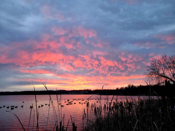 Pink skies and geese at dawn