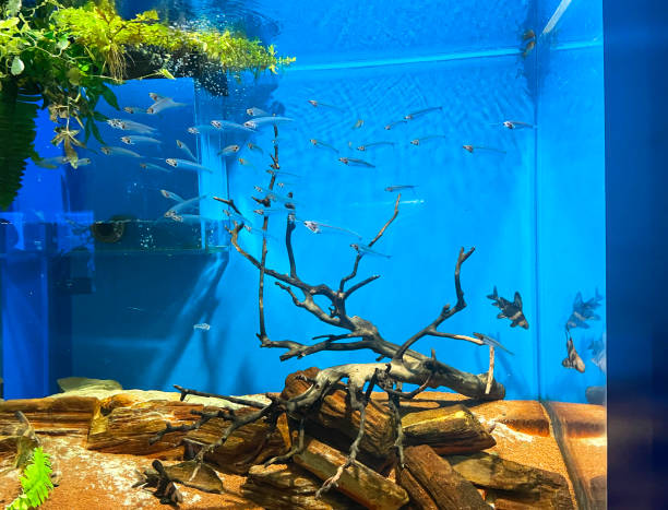 marine life aquarium with small blue beautiful fish sponge bath sponge nature animal stock pictures, royalty-free photos & images