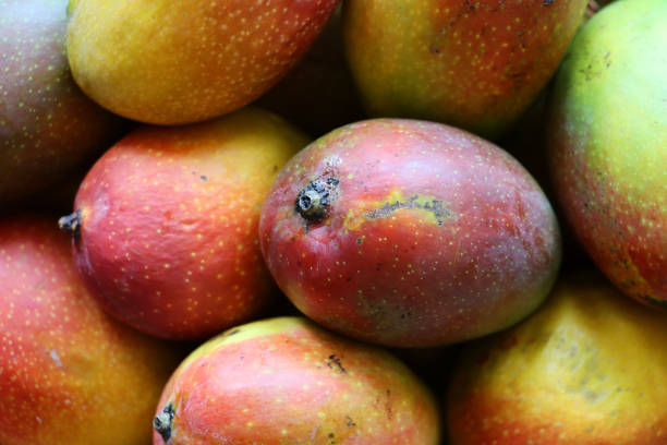 Stock photo showing close-up view of pile of whole, tropical mango fruit.
