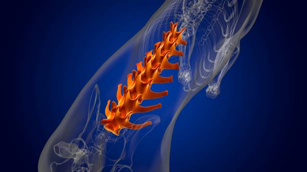 ossa delle vertebre lombari scheletro del cane anatomia per concetto medico 3d - thoracic vertebrae lumbar vertebra cervical vertebrae sacrum foto e immagini stock