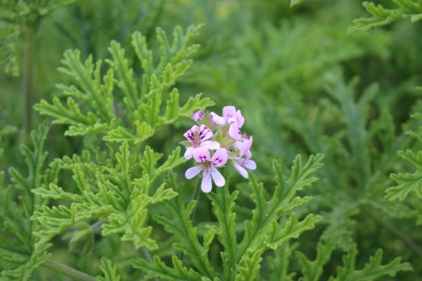 "sweet scented geranium" flowers - pelargonium graveolens - geranium imagens e fotografias de stock