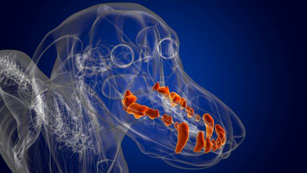 istock Dog upper teeth Anatomy For Medical Concept 3D 1334504847