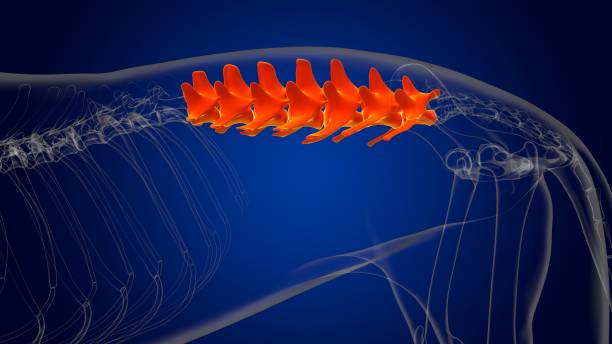 ossa delle vertebre lombari scheletro del cane anatomia per concetto medico 3d - thoracic vertebrae lumbar vertebra cervical vertebrae sacrum foto e immagini stock