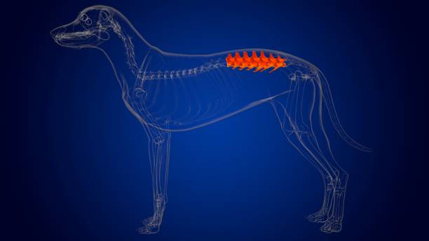 ossa delle vertebre lombari scheletro del cane anatomia per concetto medico 3d - thoracic vertebrae lumbar vertebra cervical vertebrae sacrum foto e immagini stock