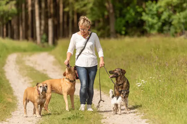 Dog sitter walks  with many dogs on a leash. Dog walker with different dog breeds in the beautiful nature