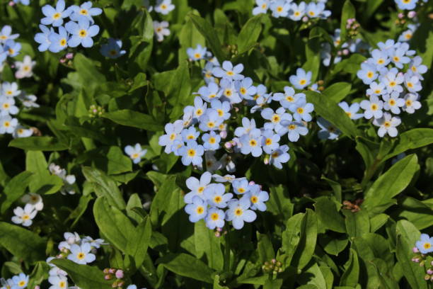 flores azul claro "olvídate de mí" - myosotis rehsteineri - myosotis sylvatica fotografías e imágenes de stock