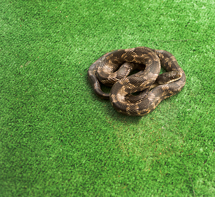 Coiled up RAT SNAKE on green turf.  Springtime in East Texas.