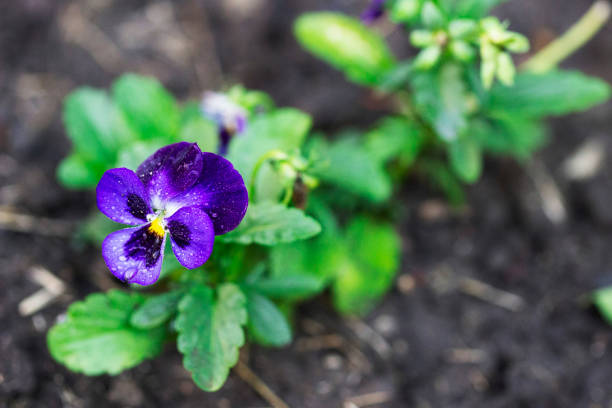 Flowers and buds of viola tricolor after rain on the background of a flower bed. Flowers and buds of viola tricolor after rain on the background of a flower bed. Selective focus. viola tricolor stock pictures, royalty-free photos & images