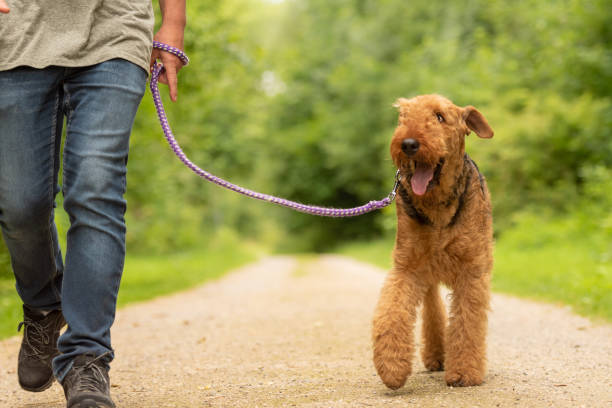 istock Airedale Terrier. Dog handler is walking with his odedient dog on the road in a forest. 1334507809