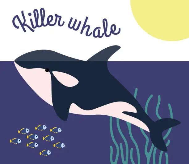 Vector illustration of The blue predatory killer whale swims in the sea underwater world.  Sea creatures.  Ocean dwellers and fish in corals and algae.  Vector flat illustration.  Teaching and educating children.