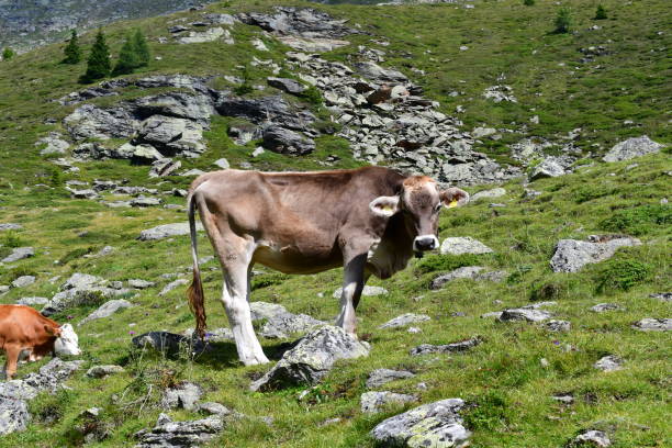 istock Cows on a meadow in Southtyrol 1334508177