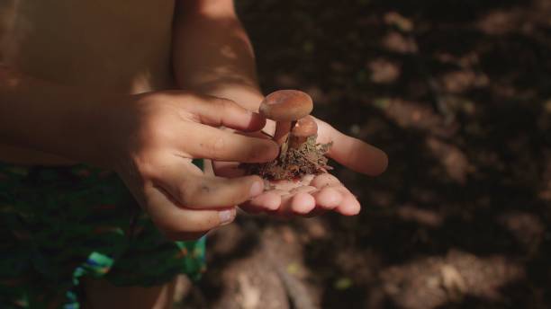 istock Child found mushroom, holds hand, shows hat and trunk. Light illuminates palm. 1334508186