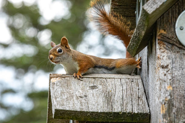 istock Red squirrel lives in bird house. 1334509734