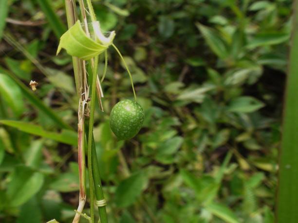 istock fish fruit plant from the bush - cucumis sativus 1334509761