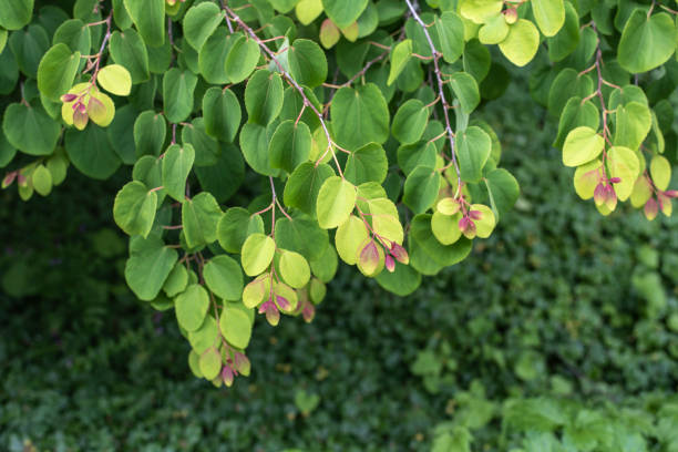 istock hanging twigs of a katsura tree in springtime 1334509838
