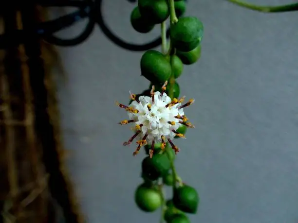 Photo of juicy flower pearl necklace plant - senecio rowleyanus