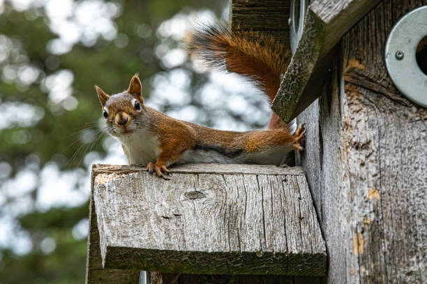 istock Red squirrel lives in bird house. 1334510028