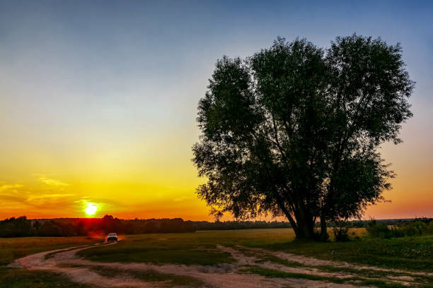 istock A dirt road at sunset, going into the forest past a lonely tree on a summer evening. Summer forest landscape, trees, grass, greenery, illuminated by the sun, a dirt road stretching into the distance. 1334510035