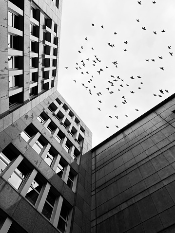 Flock of Birds over the Building. Mirroring of Birds on Building(left side)