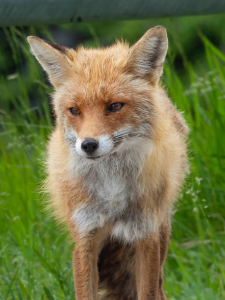 istock Red fox by the edge of a road 1334510869
