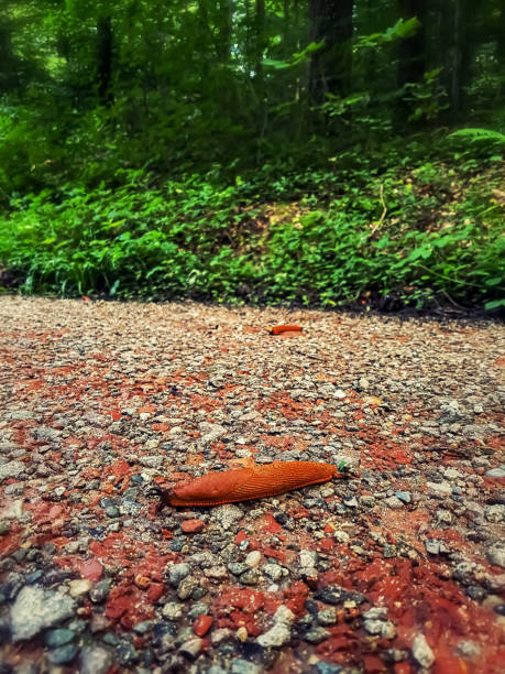 Two nudibranchs on their way to the Black Forest