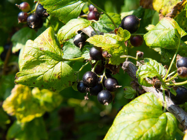 istock ripe black currant on a branch in summer on a blurred natural background 1334512102