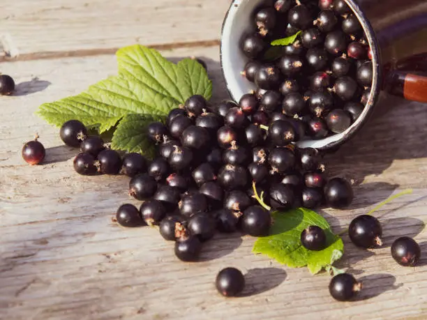 Photo of black currants in a mug and sprinkled on a wooden table with a place for text