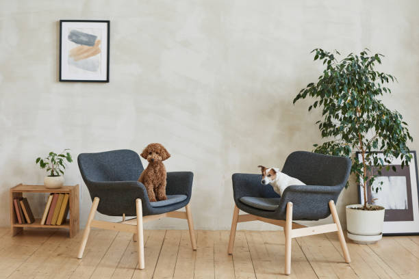 Cute purebred dogs sitting on armchairs in modern living room with potted plants and picture on wall stock photo