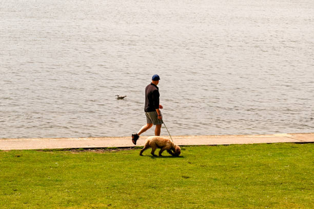 Poole, Dorset, England - June 2021: Person walking a pet dog alongside the edge of a lake