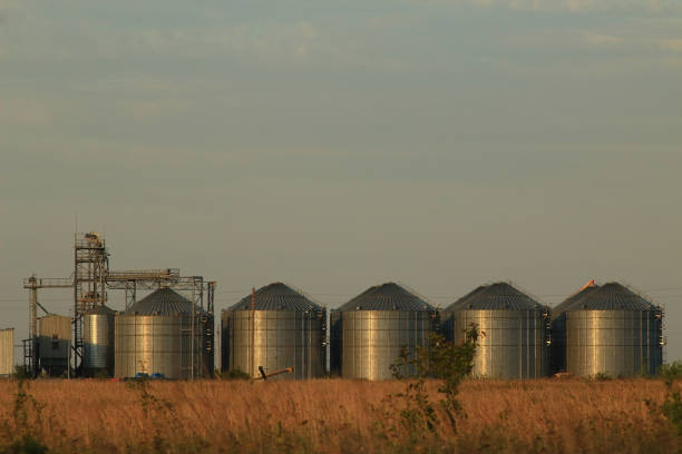 istock Modern agricultural grain elevator with blue sky on the background and roan on foreground. 1334515788