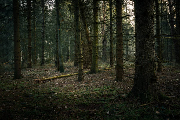 Dark and foggy coniferous forest on a misty morning, Schortens, Friesland - District, Lower Saxony, Germany, Europe