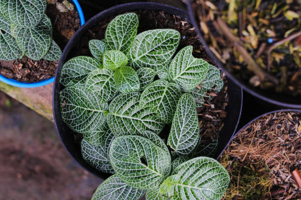 istock The nerve plant (Fittonia argyroneura) in the backyard 1334515883