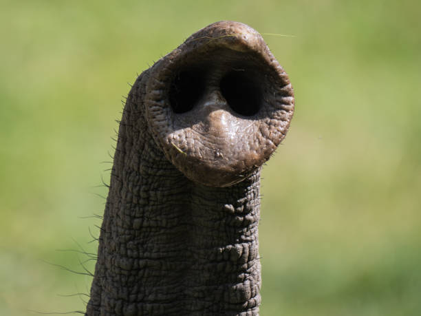 Somebody is feeding an elephant by giving him banana.