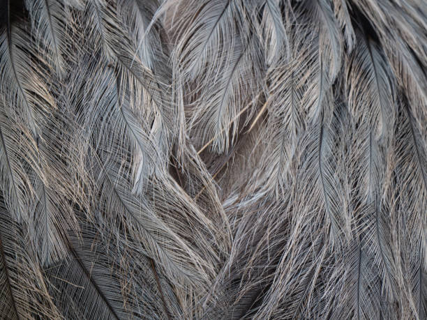 Close up ostrich feathers Close-up of ostrich feathers ostrich feather stock pictures, royalty-free photos & images