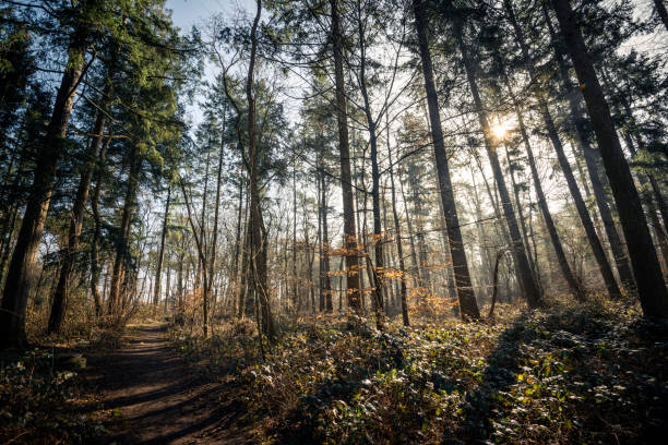 Tall coniferous trees in forest on a sunny day in springtime, Schortens, Friesland - District, Lower Saxony, Germany, Europe