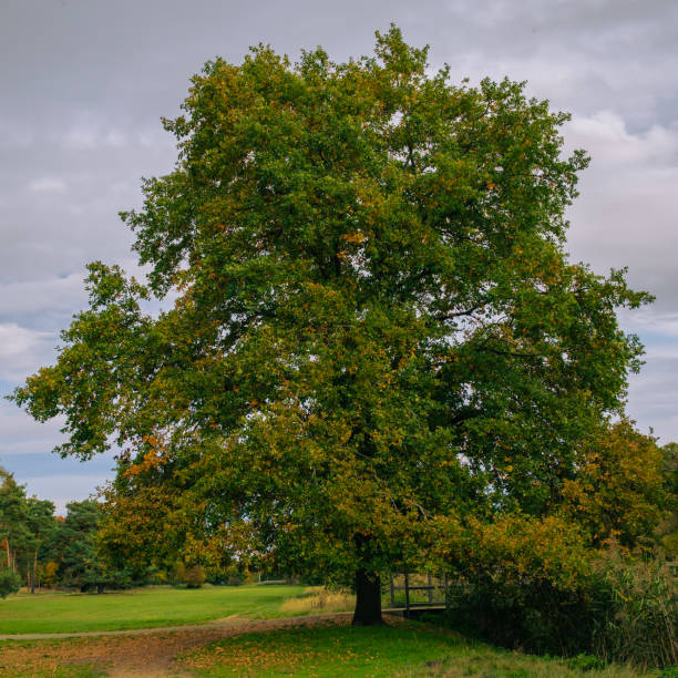istock Old oak tree in a park in the autumn light 1334516916
