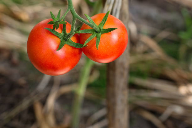 tomatoes close-up on the bush