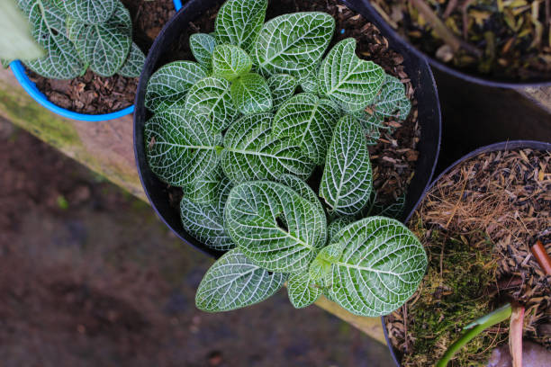 istock The nerve plant (Fittonia argyroneura) in the backyard 1334517406