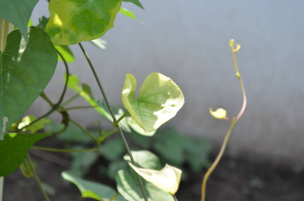Ipomoea lacunosa, the whitestar, white morning glory or pitted morning glory is a species is belongs to the genus Ipomoea. Vine-like growth. Flowering plant. Monsoon season India wild growth. ipomoea lacunosa, la estrella blanca, gloria de la mañana blanca o gloria de la mañana picada es una especie que pertenece al género ipomoea. crecimiento similar a la vid. angiosperma. temporada de monzones crecimiento salvaje de la india.