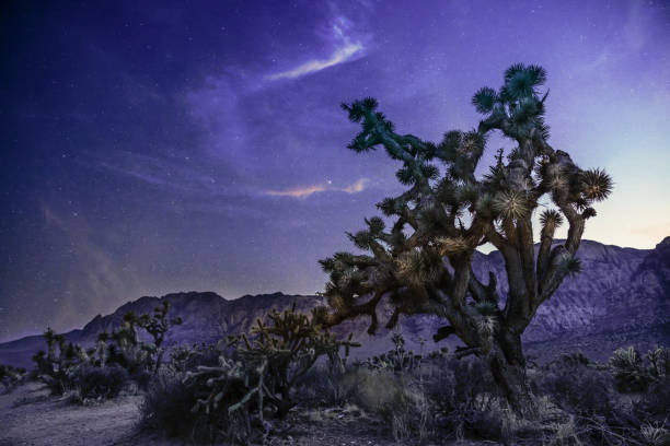 istock Night Scene in the Nevada Desert 1334517757
