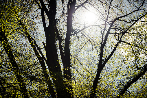 Deciduous trees back lit by the sun, Zetel, Friesland - District, Lower Saxony, Germany, Europe