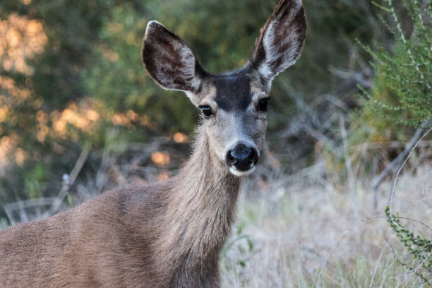 istock Mule Deer at Rocky Peak Park California 1334518695