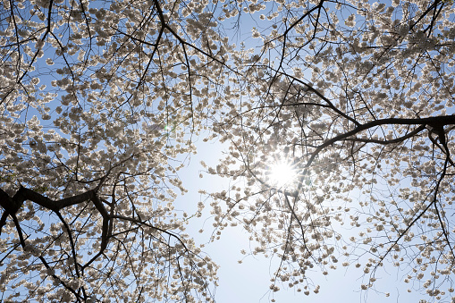 Castalla, Alicante, Spain, February 7, 2024: Almond blossoms next to a tilled field